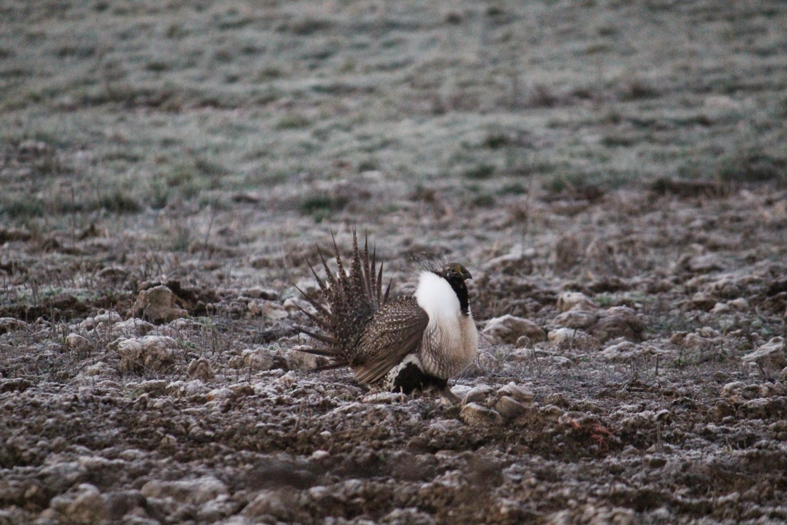 Greater Sage-grouse