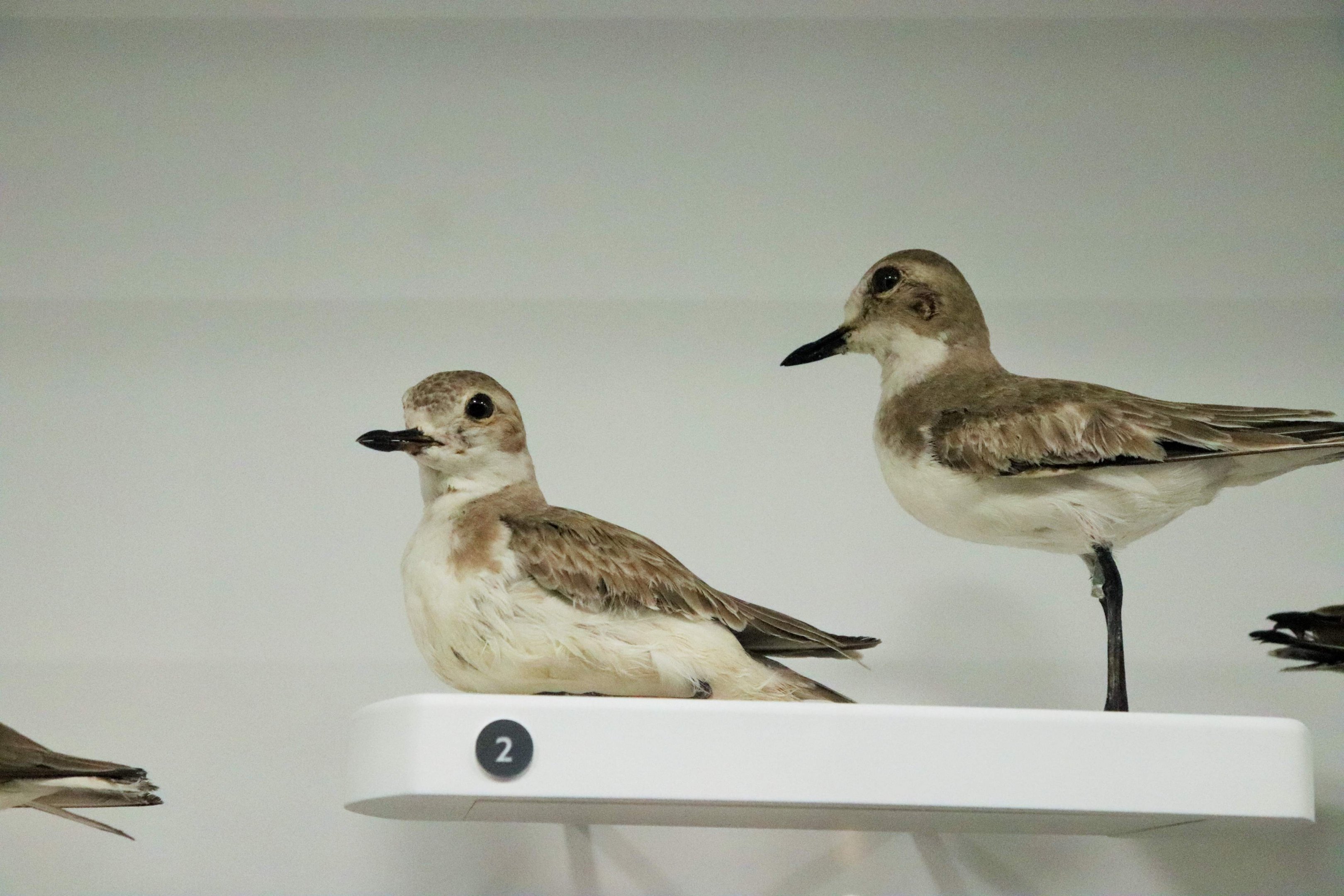 Greater Sand Plover ( Charadrius leschenaultii)