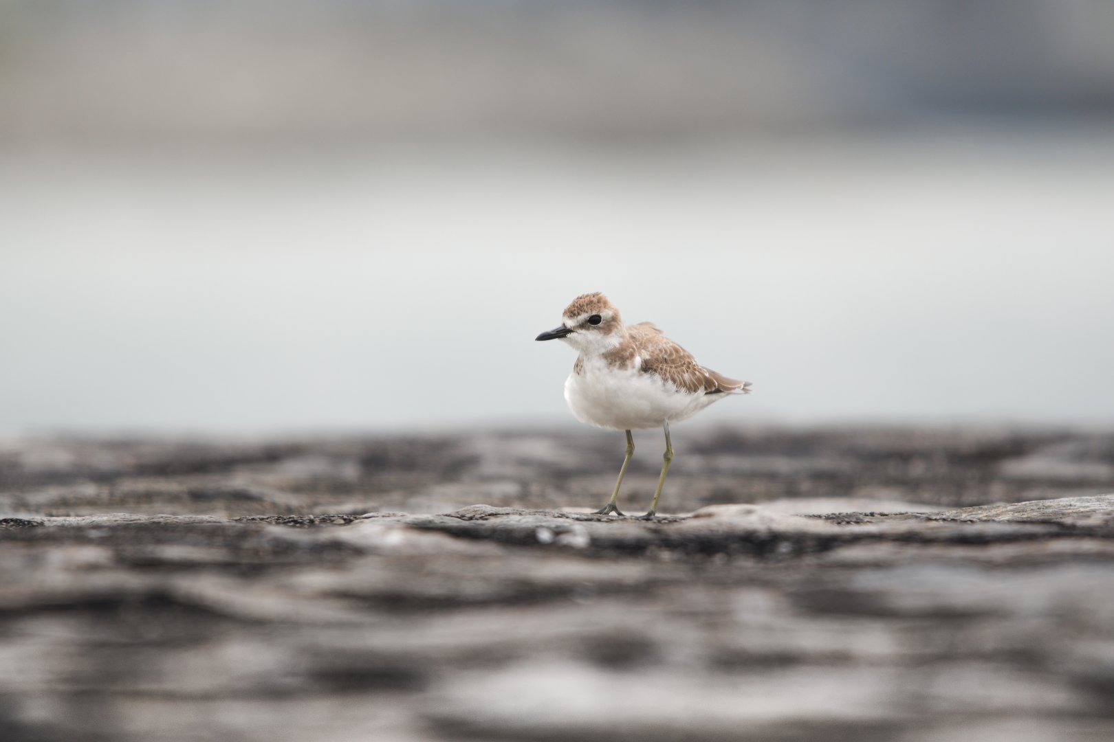 Greater Sand Plover ~ Marina East Drive