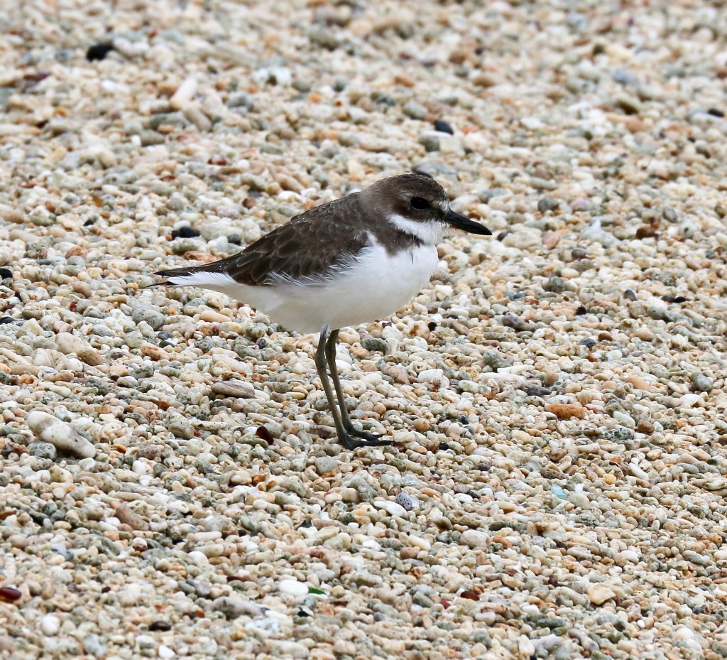 Greater Sand Plover