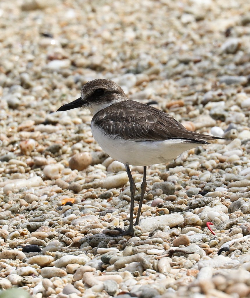 Greater Sand Plover