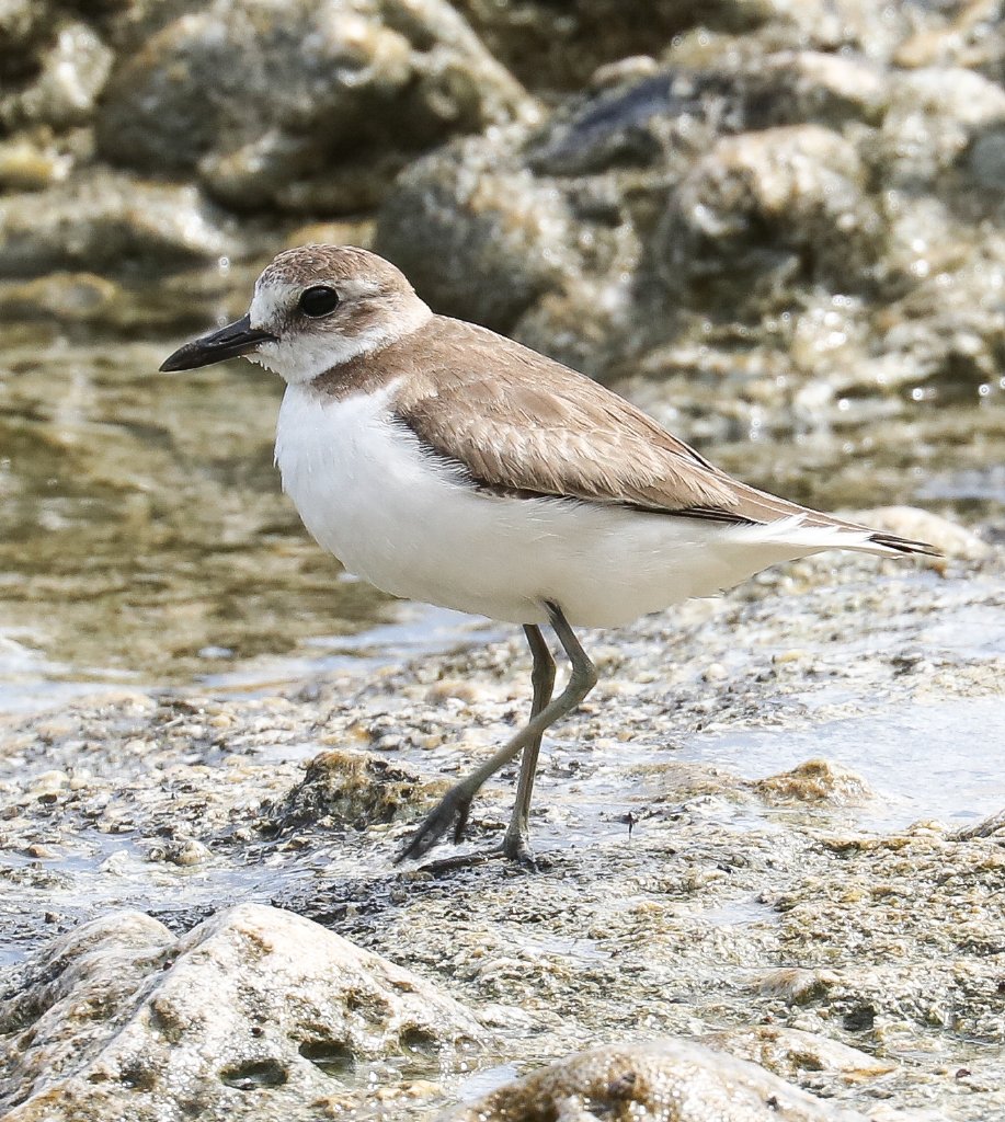 Greater Sand Plover