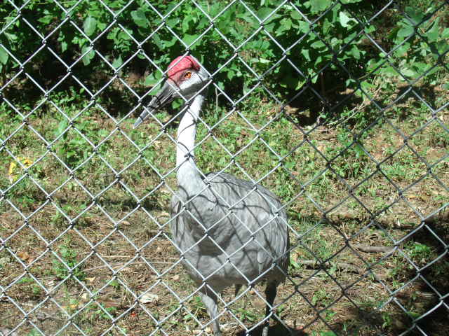 Greater Sandhill Crane