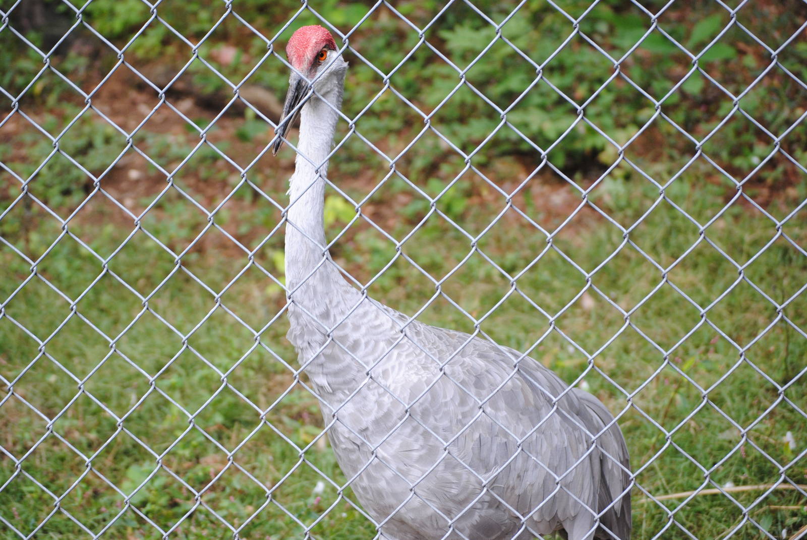 Greater Sandhill Crane