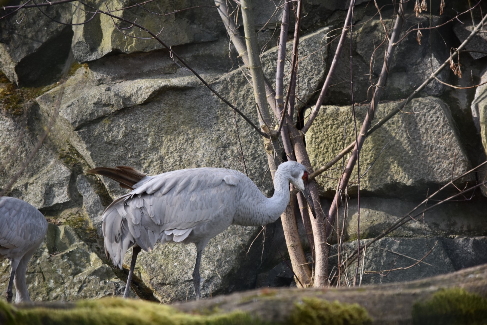 Greater sandhill crane