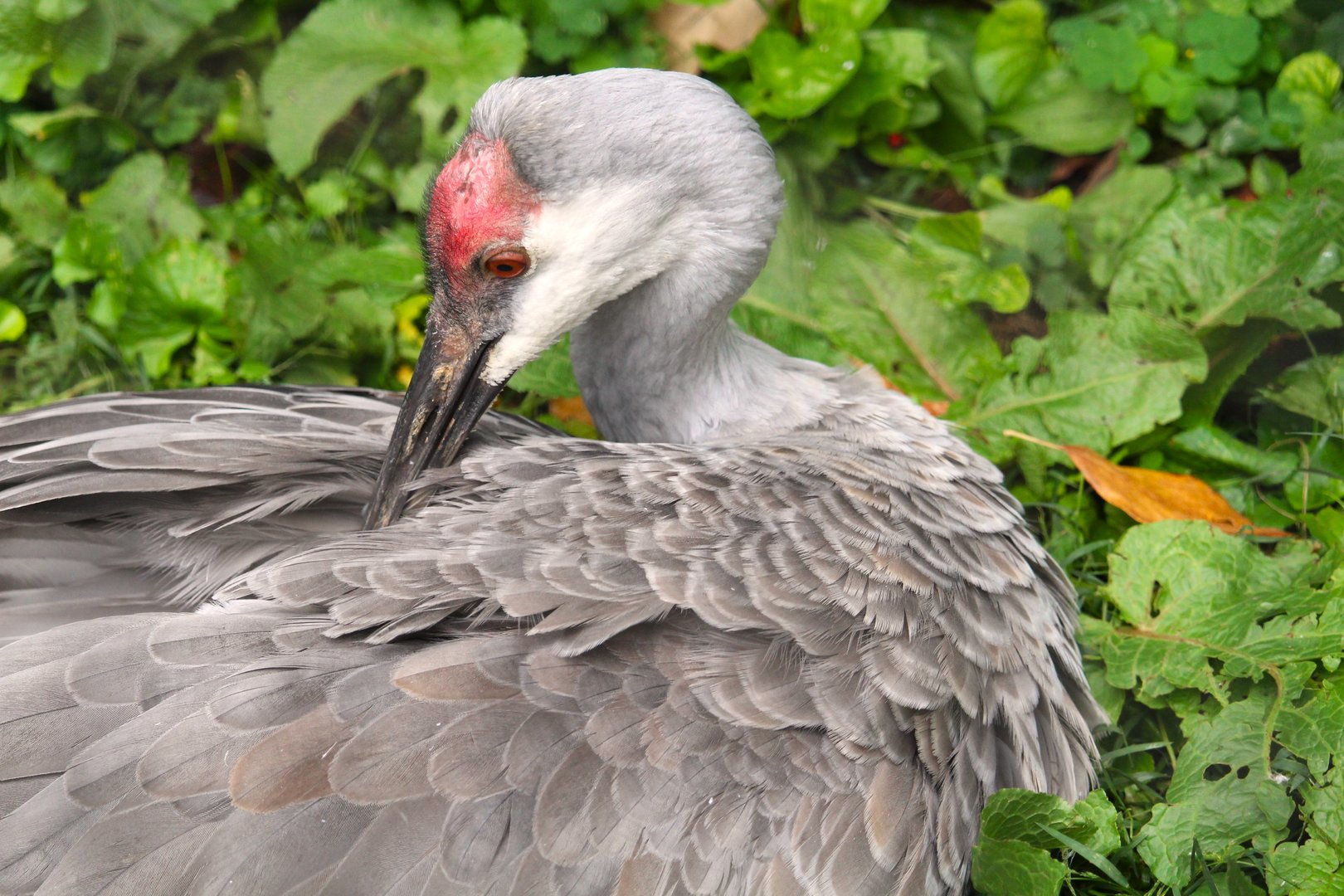 Greater Sandhill Crane