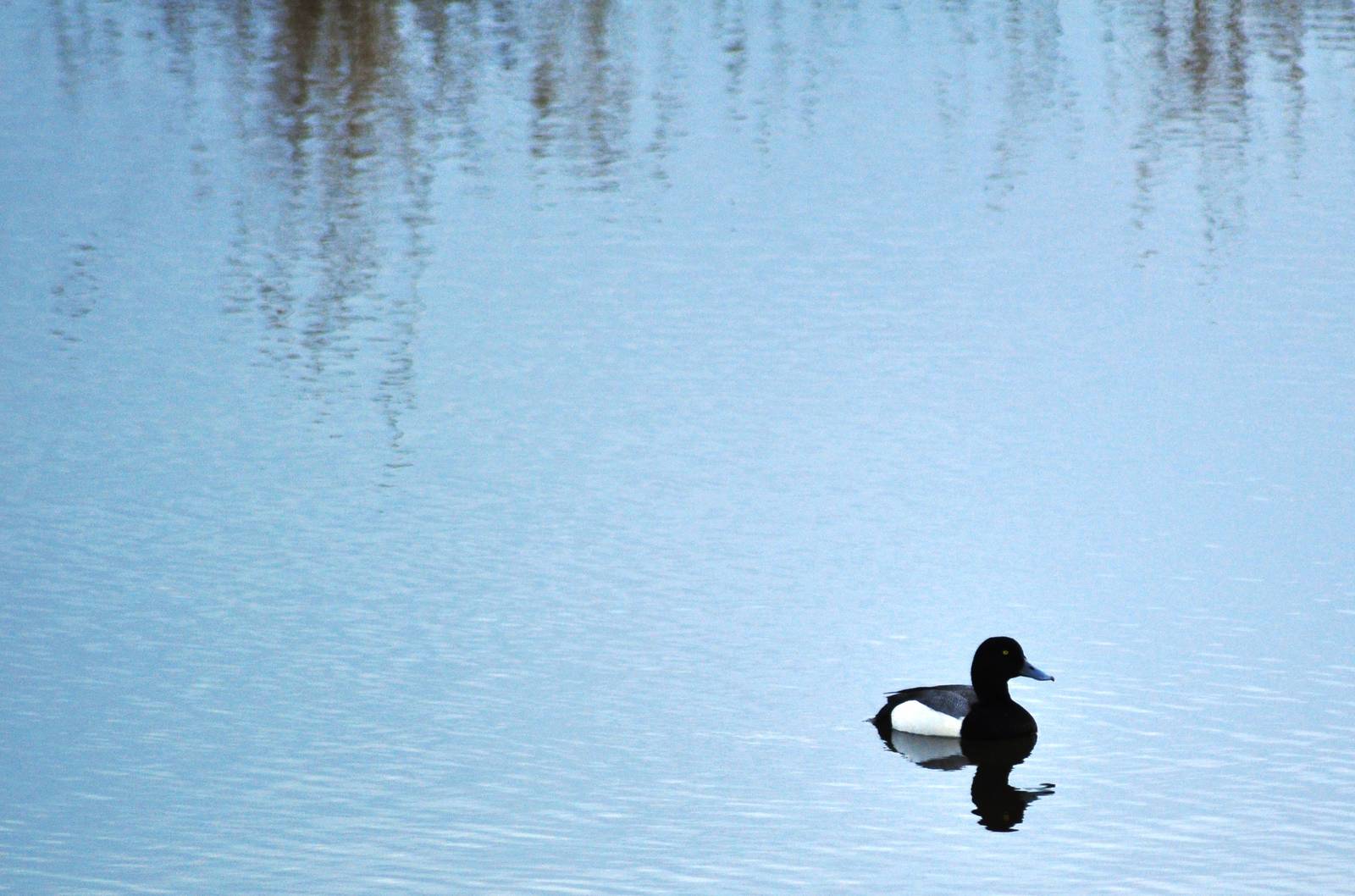 Greater Scaup (?) - Alaska (Potter Marsh)