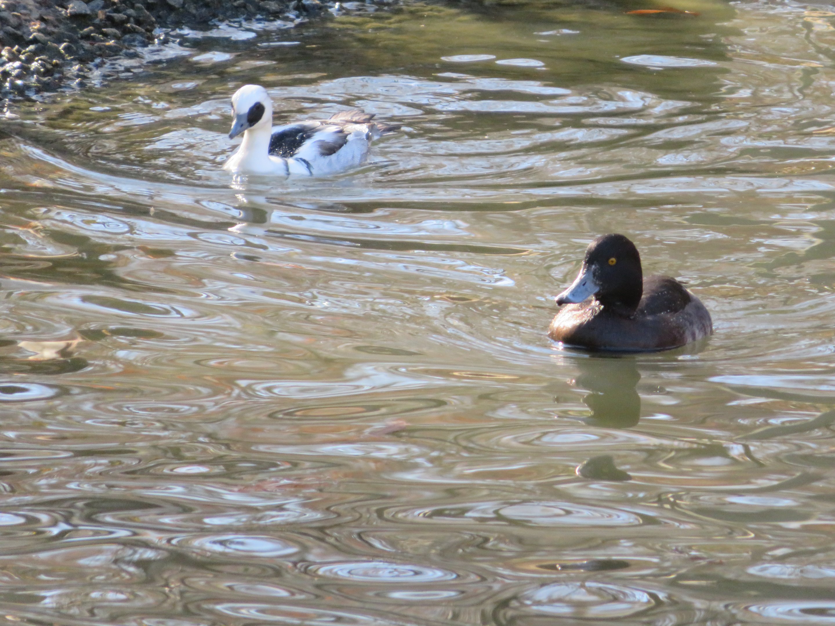 Greater Scaup and Smew