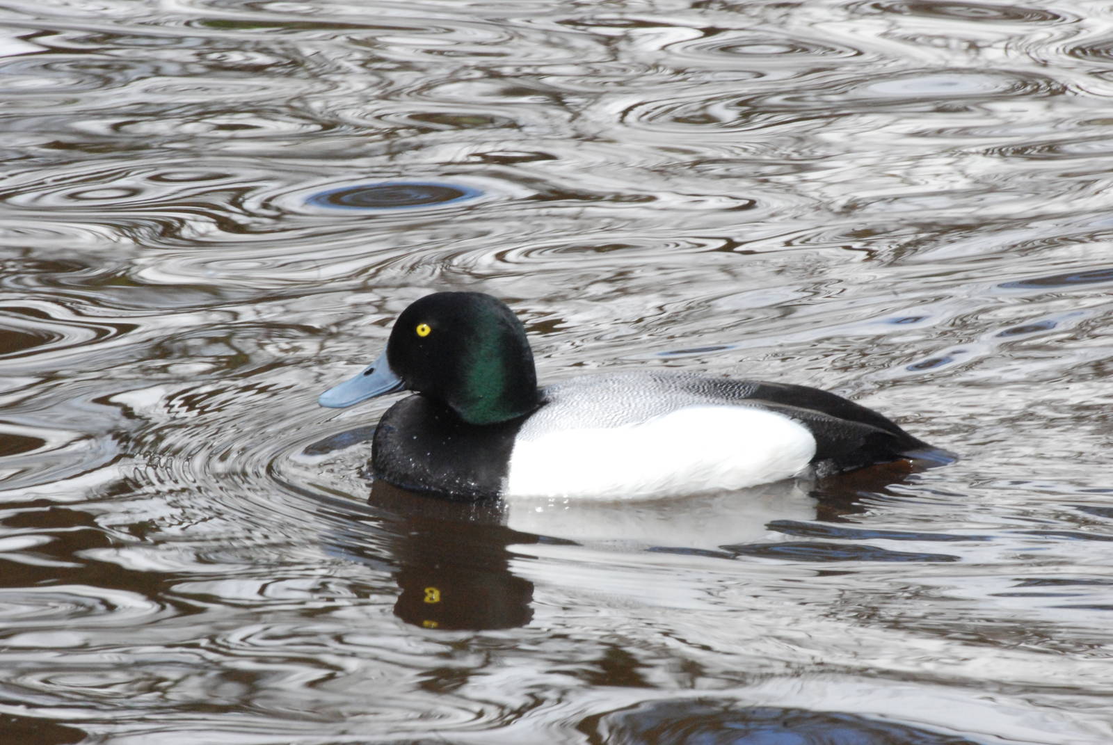 Greater Scaup at Blackbrook, 22/04/12