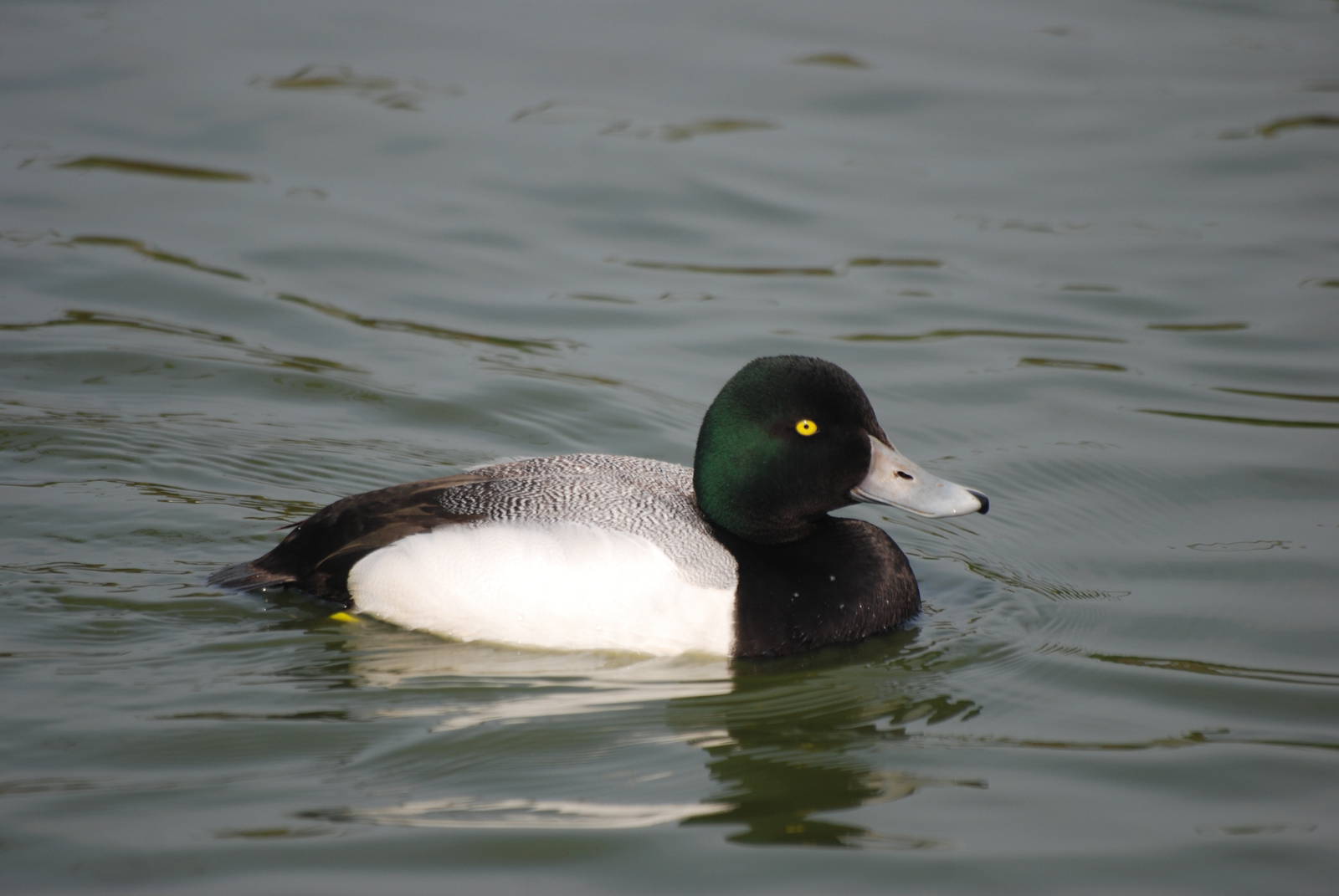 Greater Scaup at Blackbrook 29/04/11