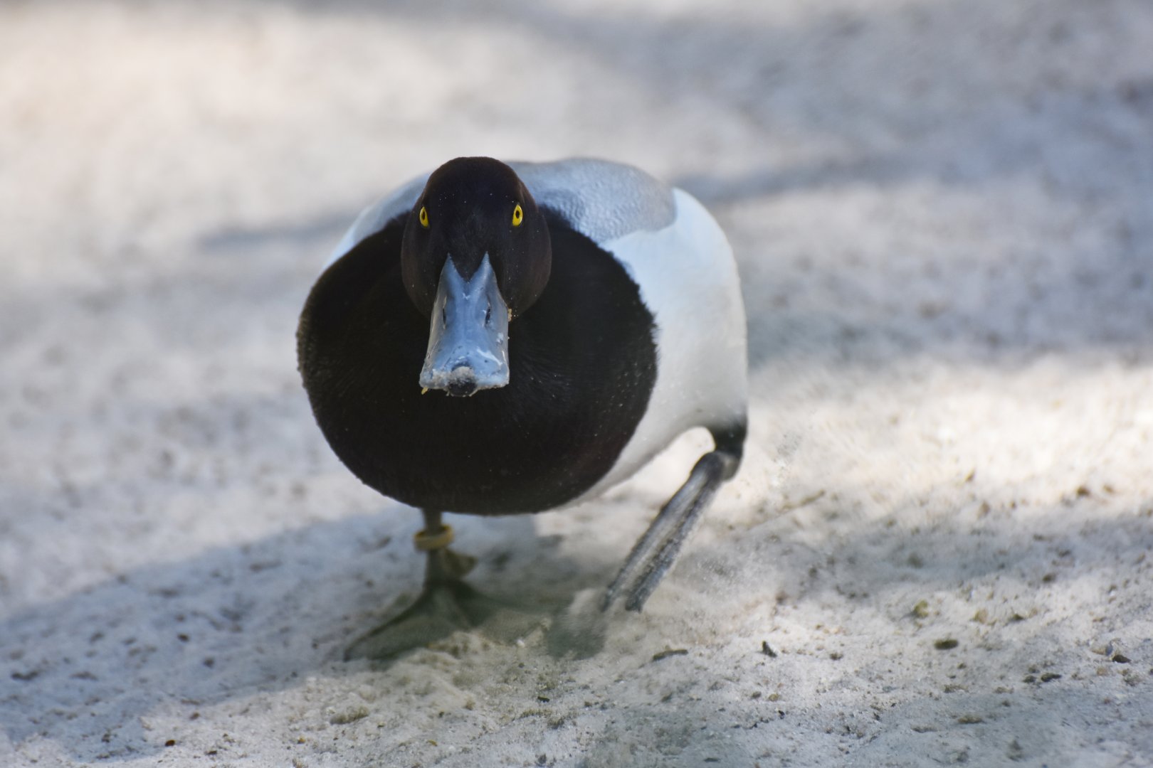 Greater scaup (Aythya marila