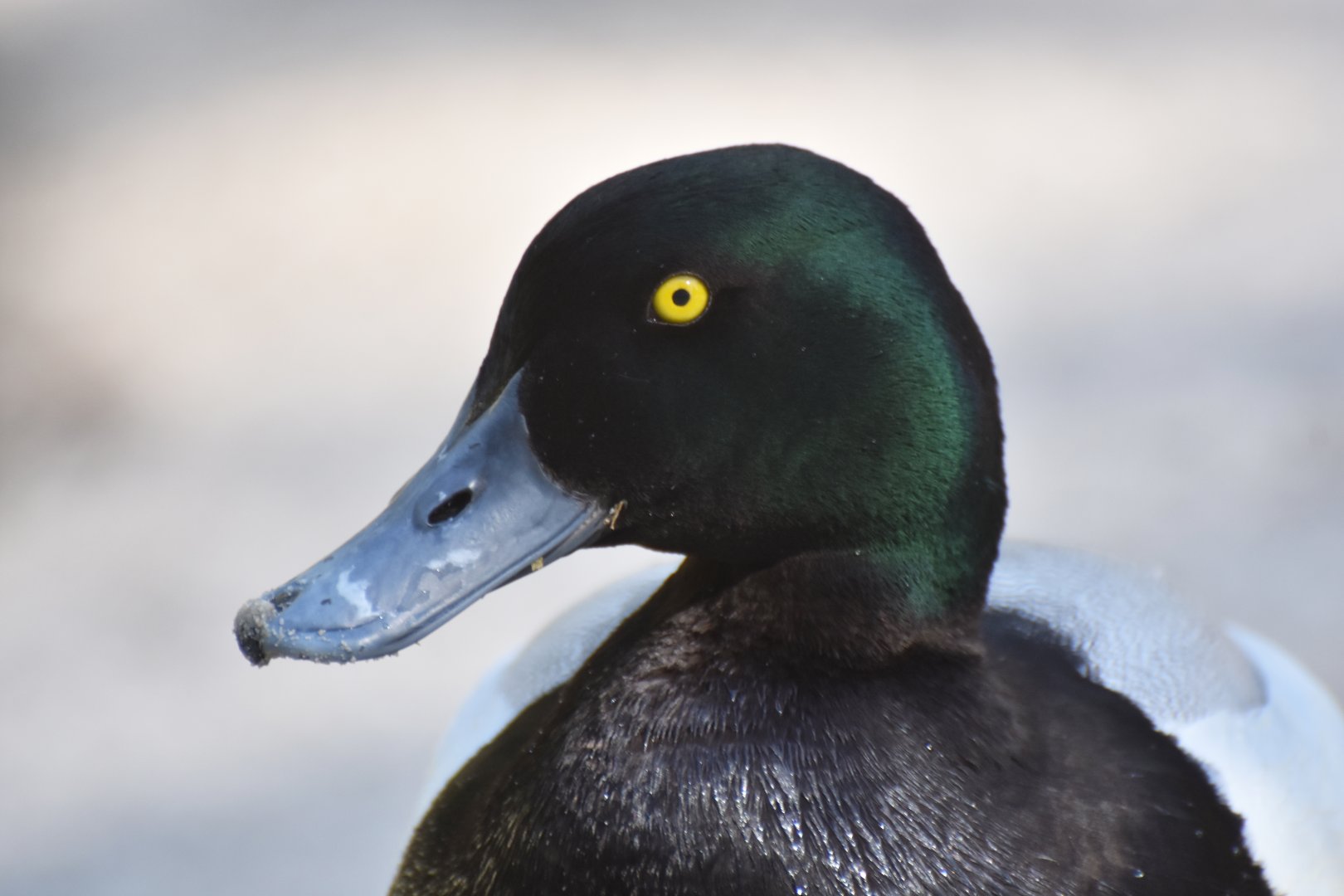 Greater scaup (Aythya marila