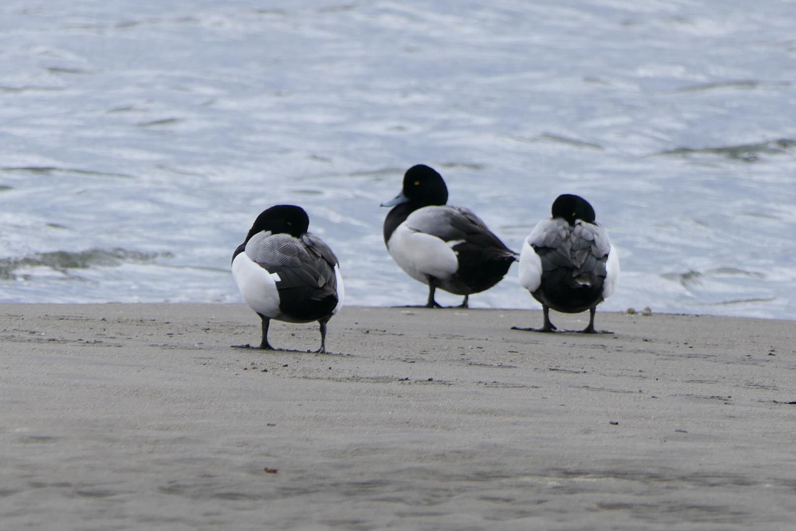 Greater Scaup (Aythya marila)