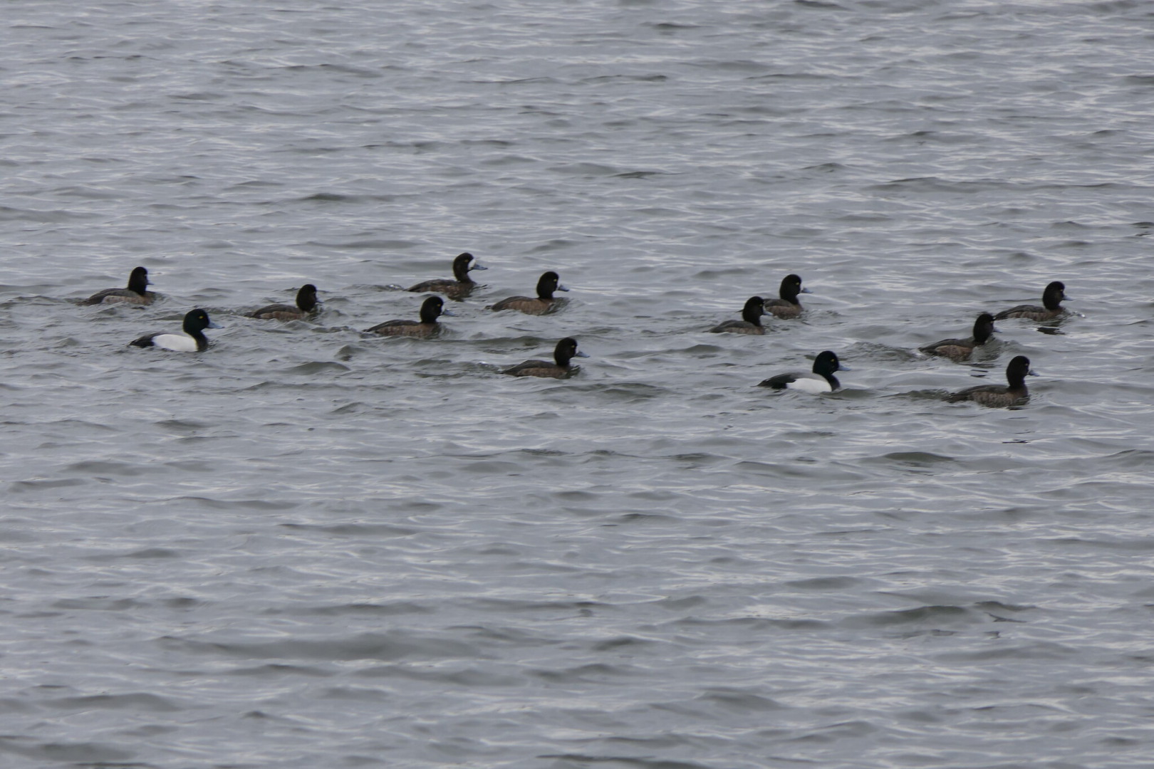 Greater Scaup (Aythya marila)