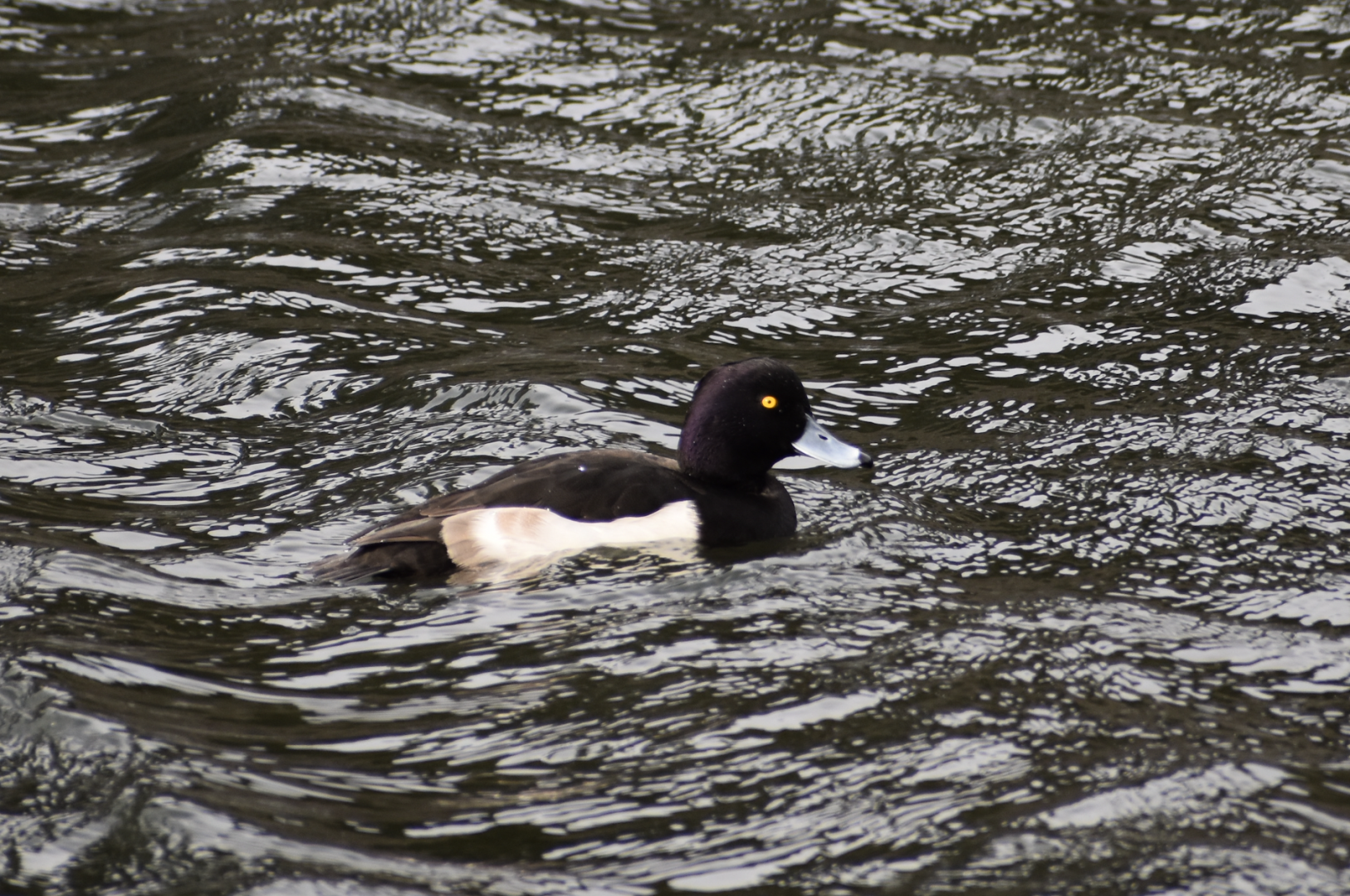 Greater Scaup ~ Imperial Palace Moat