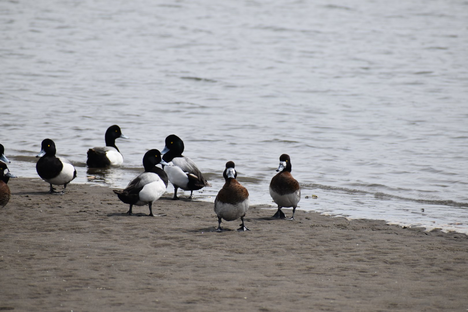 Greater Scaup ~ Kasai Rinkai Bird Sanctuary