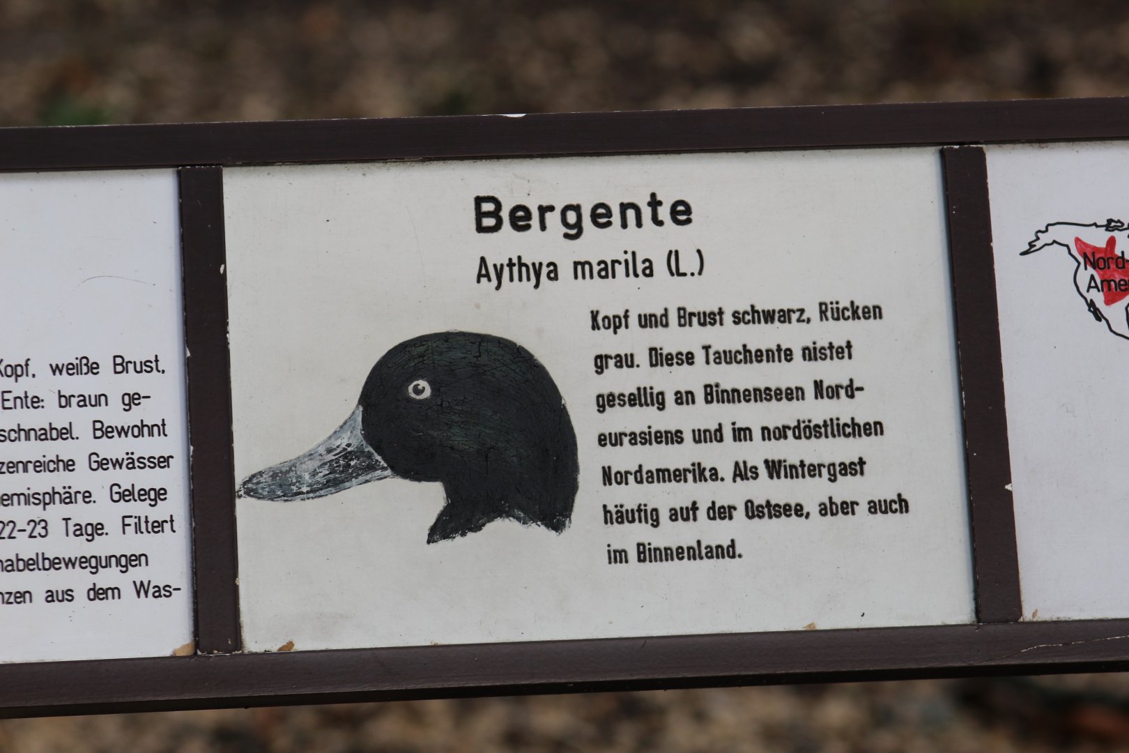 Greater Scaup Signage