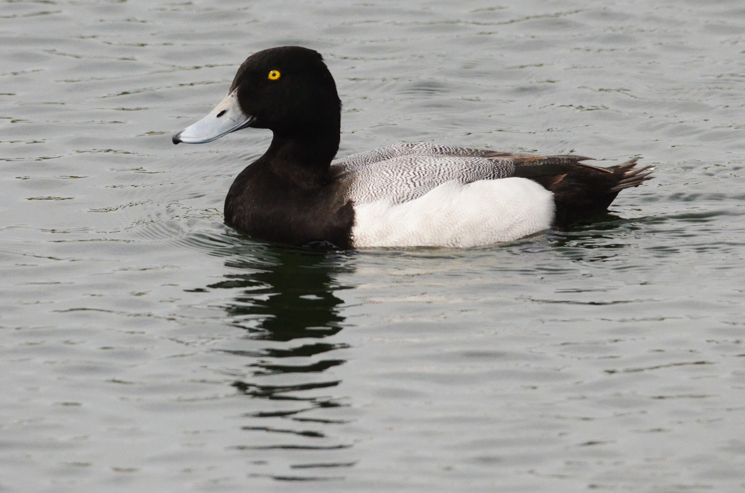 Greater Scaup, Thrybergh Country Park, 30/04/17