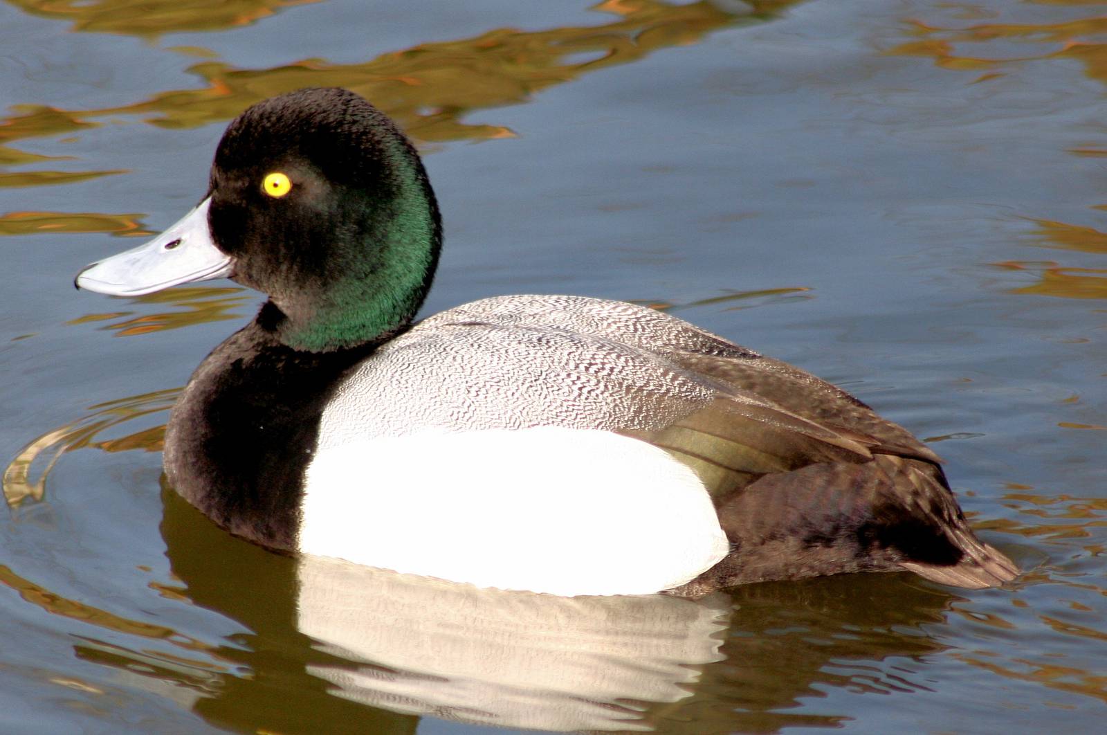 Greater scaup; WWT Barnes; 13th March 2016