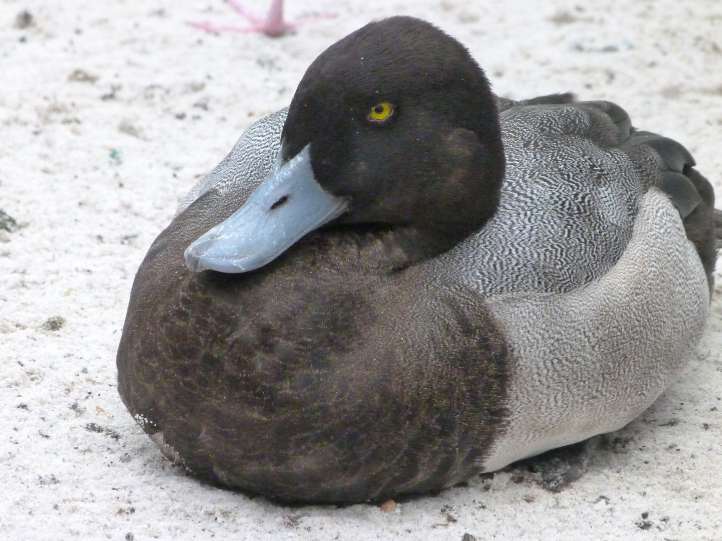 Greater scaup -Zoologischer Garten Berlin (2024)