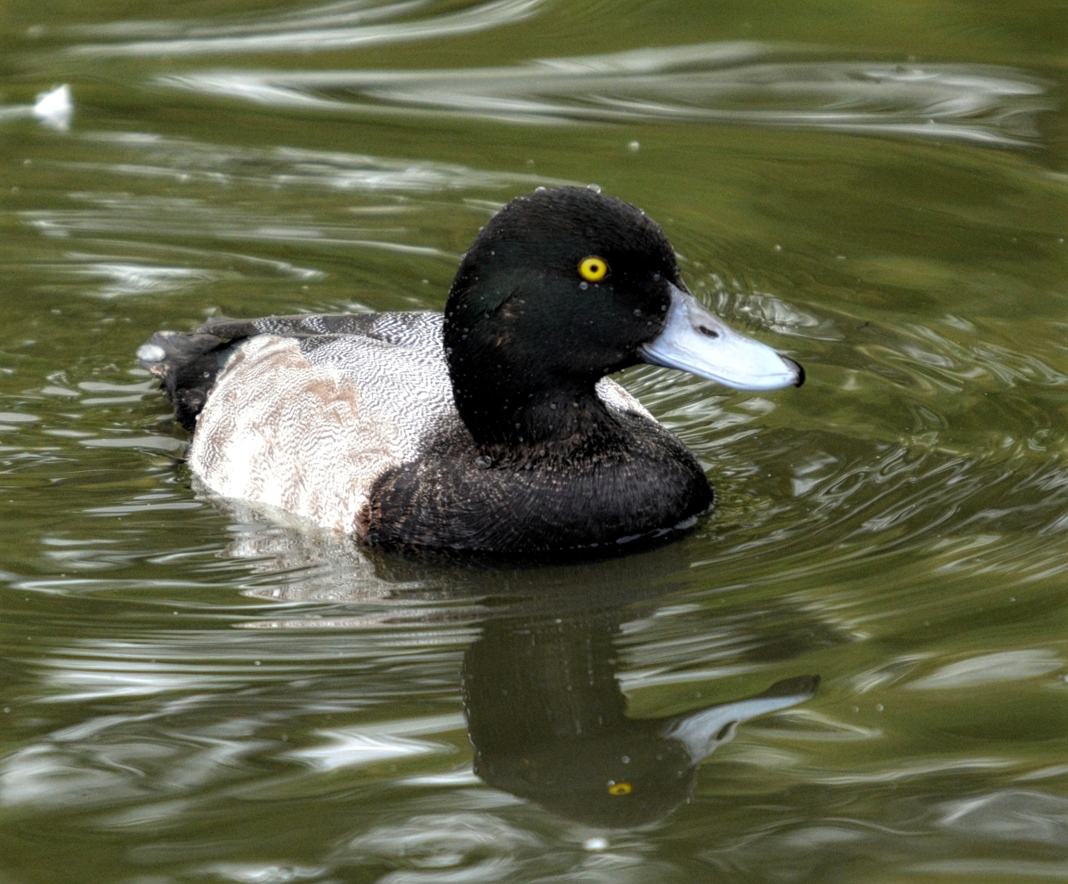 Greater Scaup