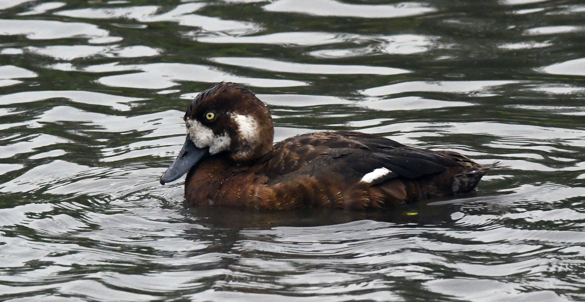 Greater Scaup