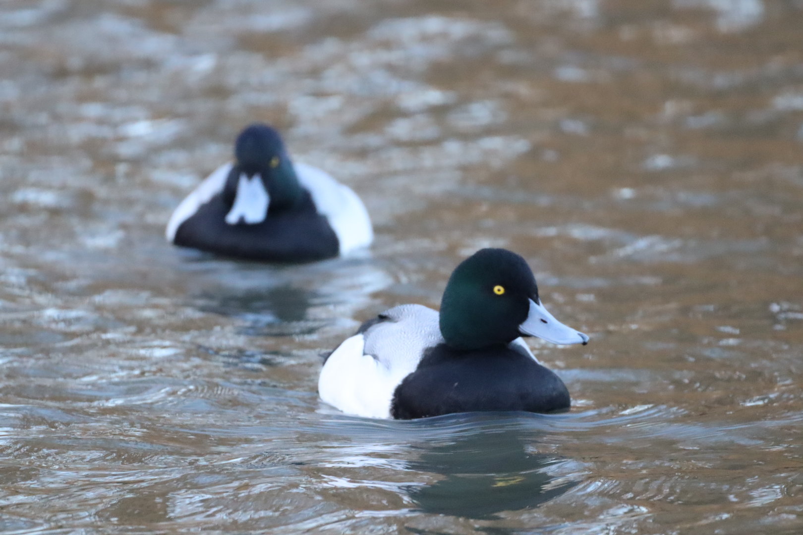 Greater Scaup
