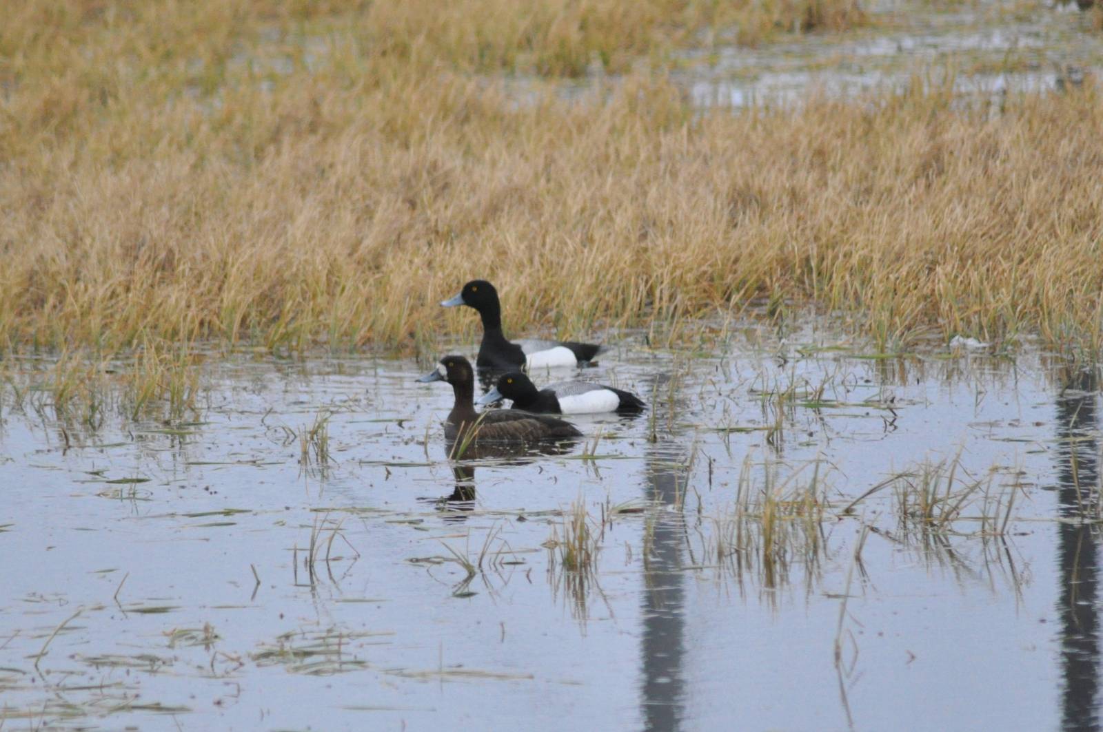 Greater Scaups - Alaska
