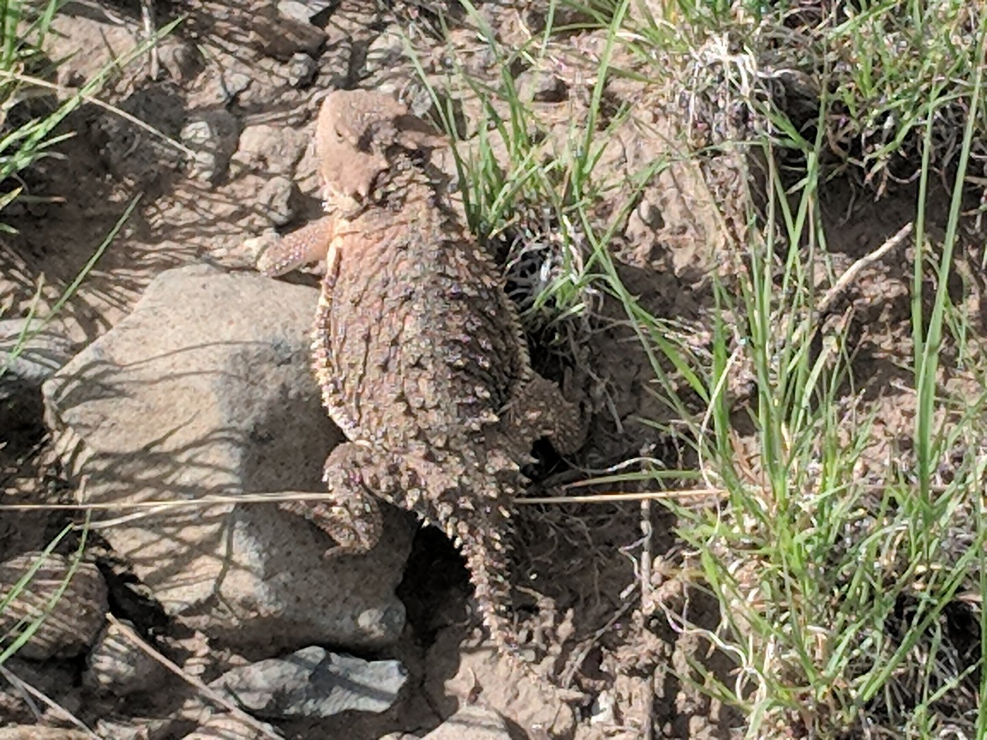 Greater short horned lizard (Phrynosoma hernandesi)