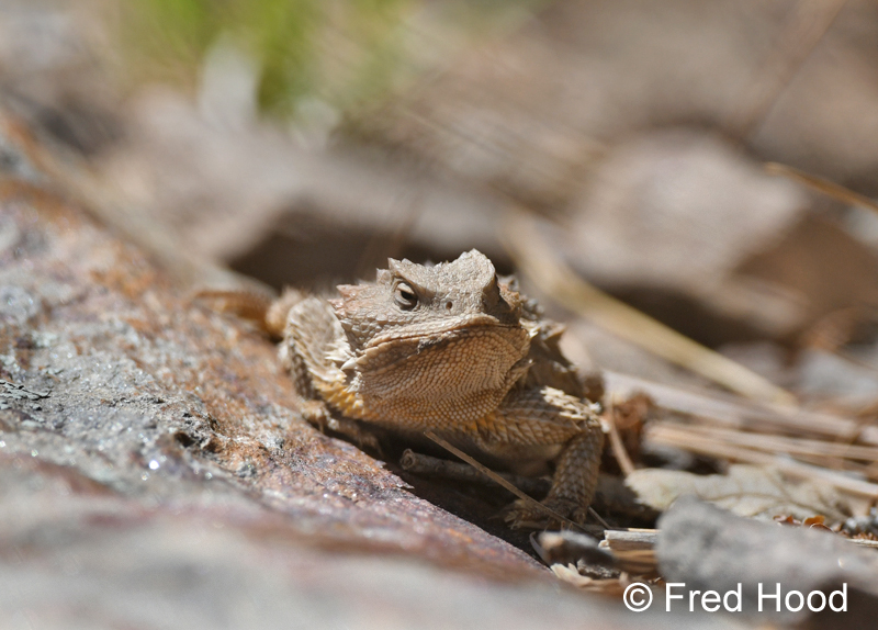 greater short horned lizard
