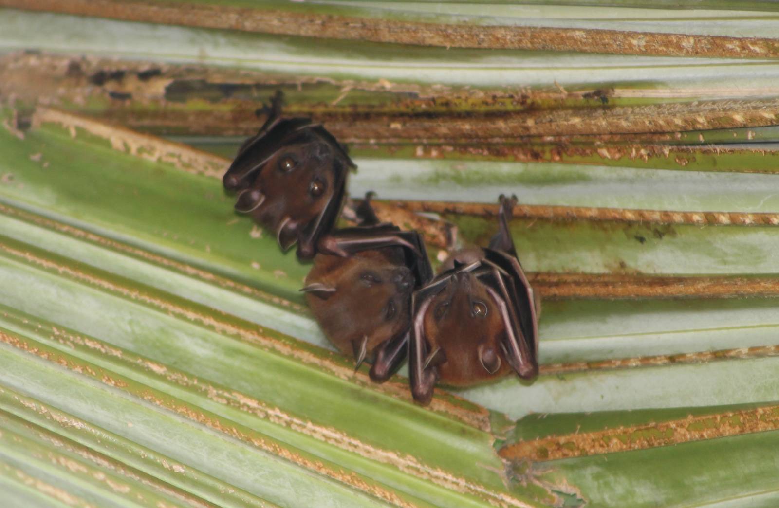 Greater short-nosed fruit bats (Cynopterus sphinx)