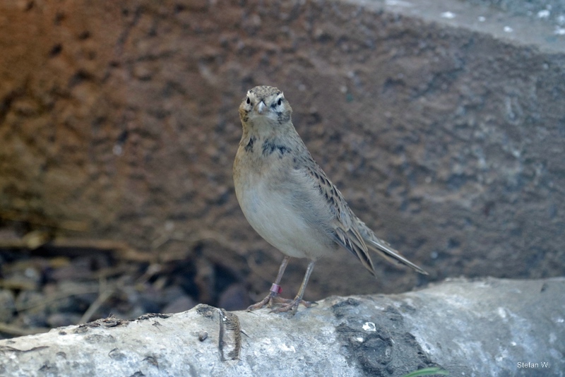 Greater short-toed lark (Calandrella brachydactyla longipennis)