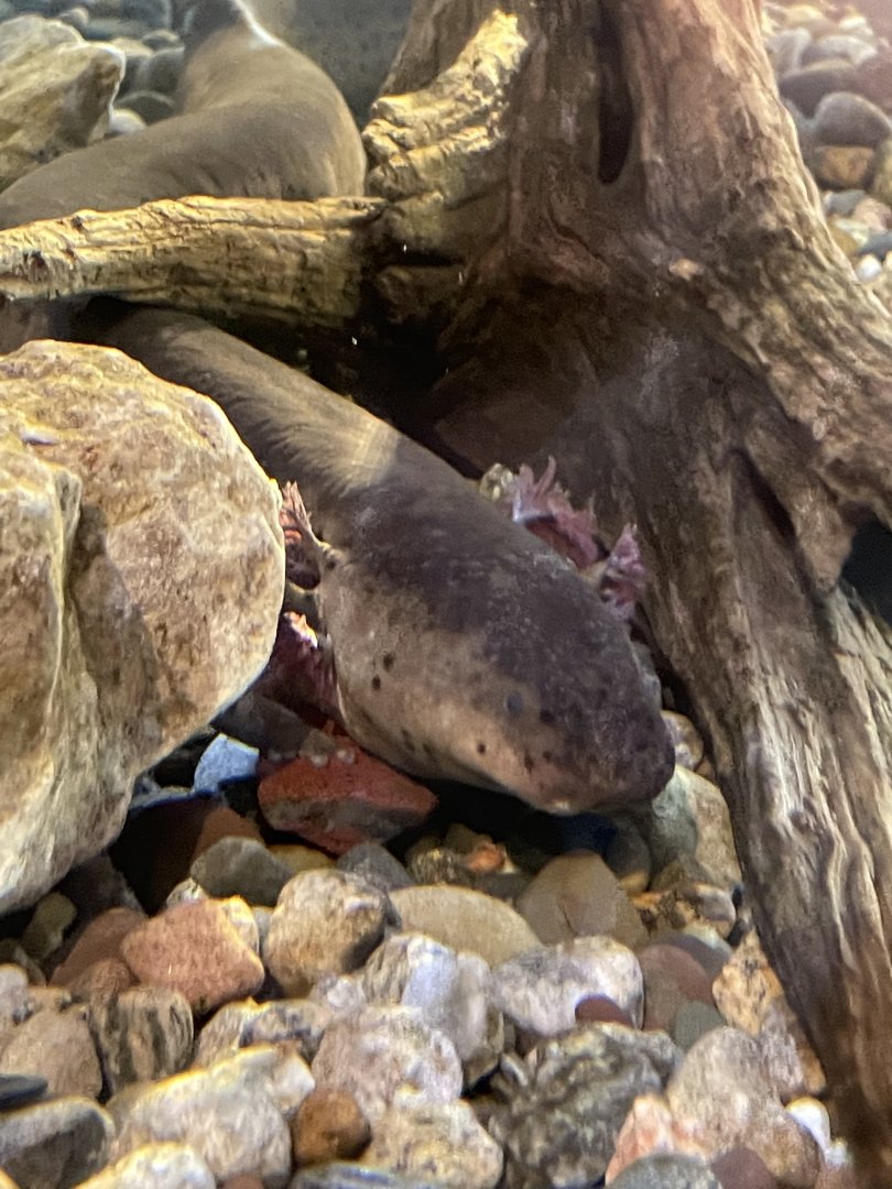 Greater Siren (4/23/2022)