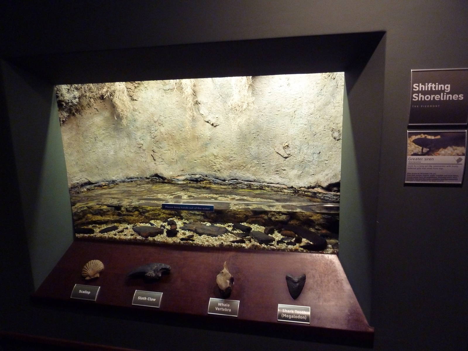 Greater Siren Exhibit (Open-Topped Tank)