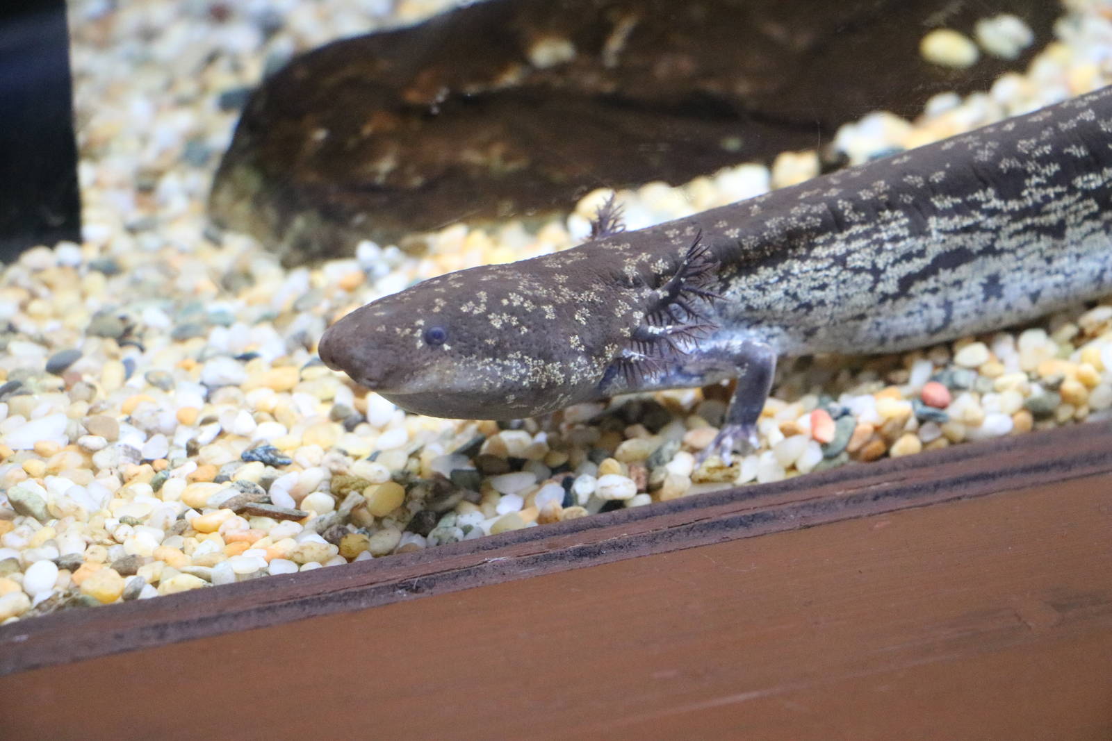 Greater siren, February 2016