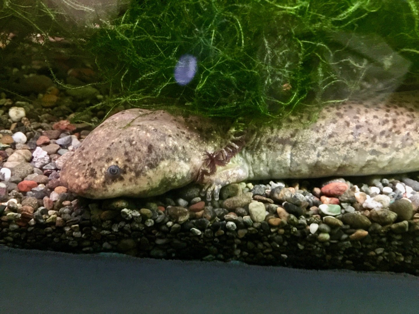 Greater Siren (Siren lacertina) - Noboribetsu Marine Park Nixe