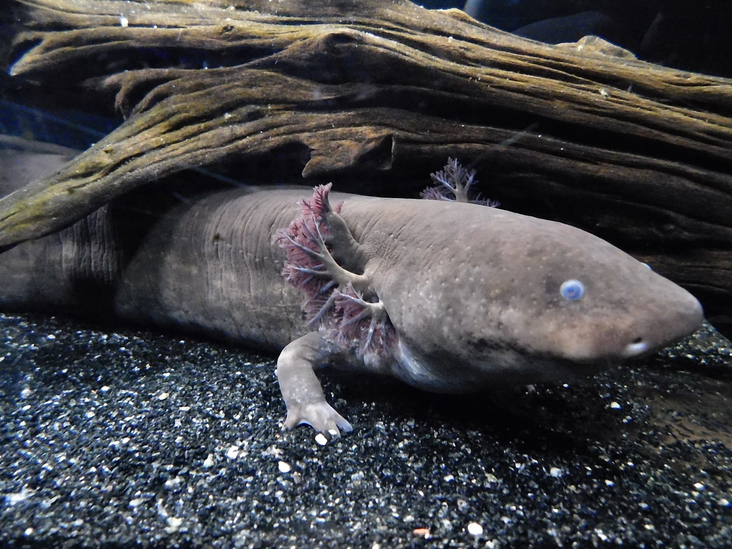 Greater Siren (Siren lacertina) September 20, 2025