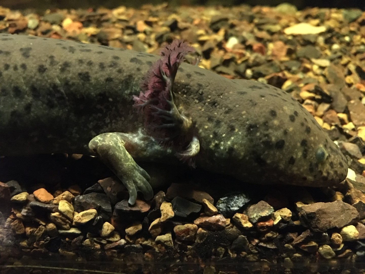 Greater Siren (Siren lacertina)