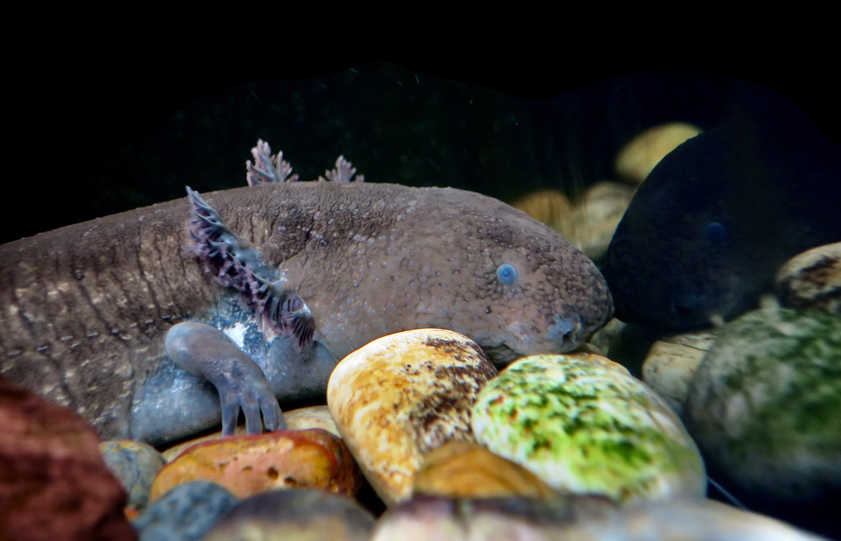 Greater Siren (Siren lacertina)