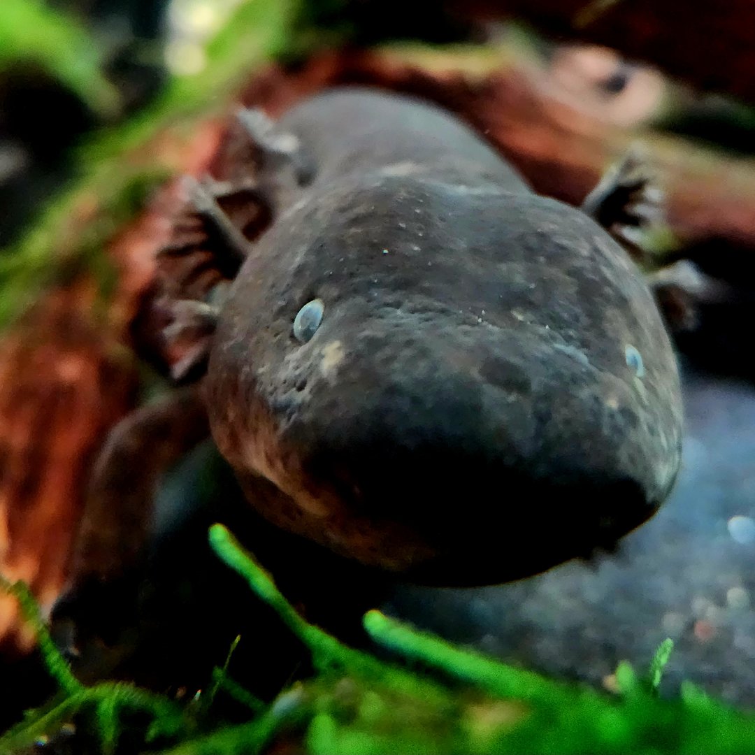 Greater Siren (Siren lacertina)