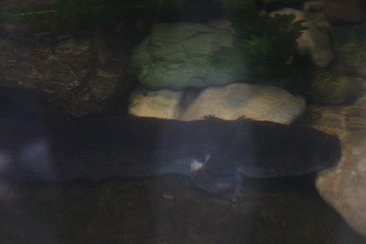 Greater siren (Siren lacertina)