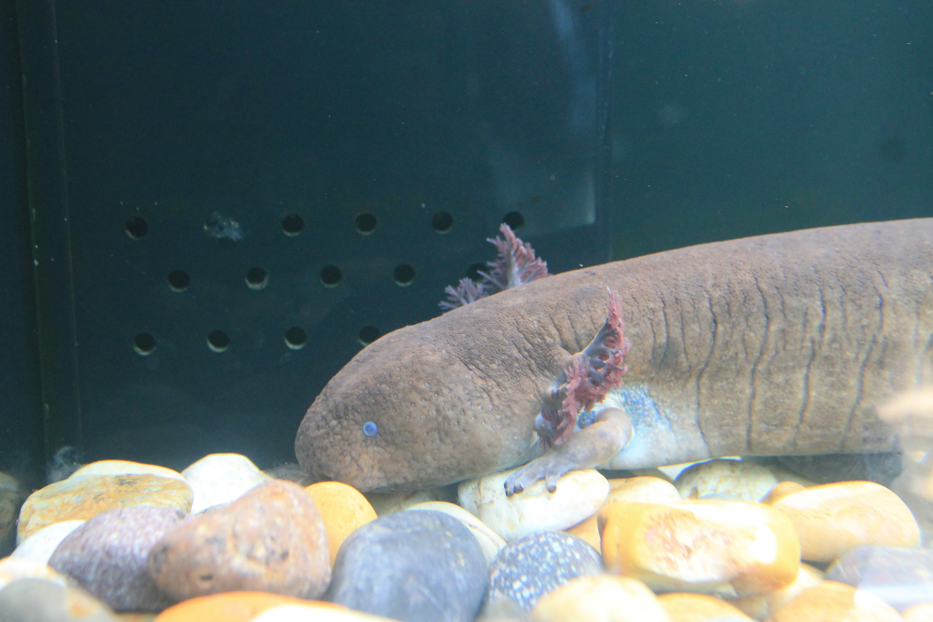 Greater Siren (Siren lacertina)