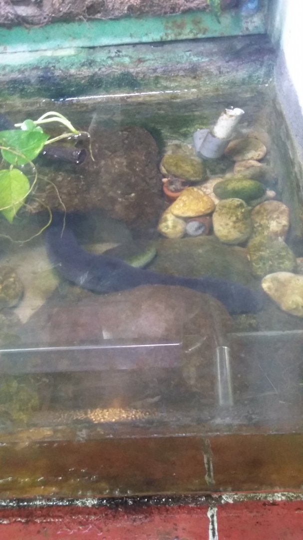 Greater siren (Siren lacertina)