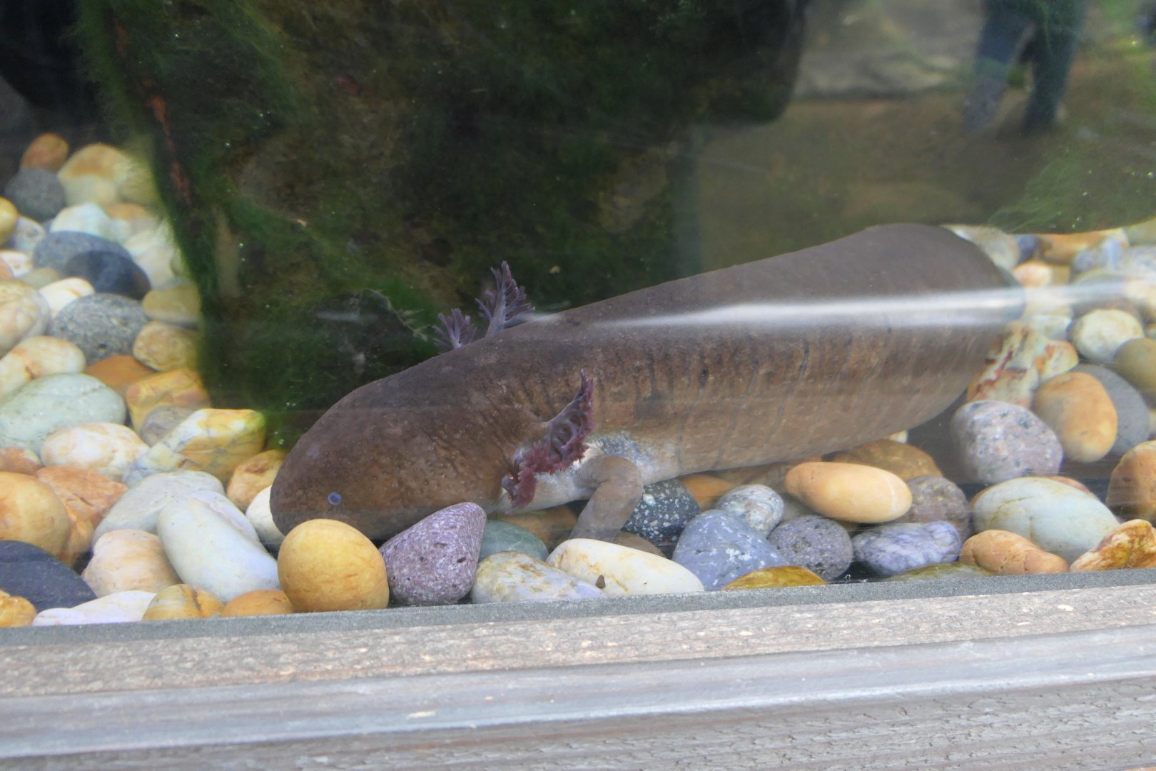 Greater Siren (Siren lacertina)