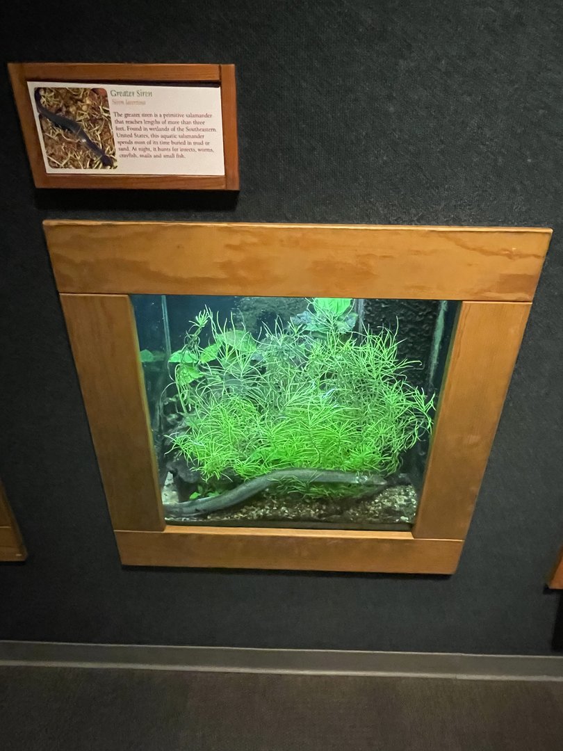 Greater Siren Terrarium