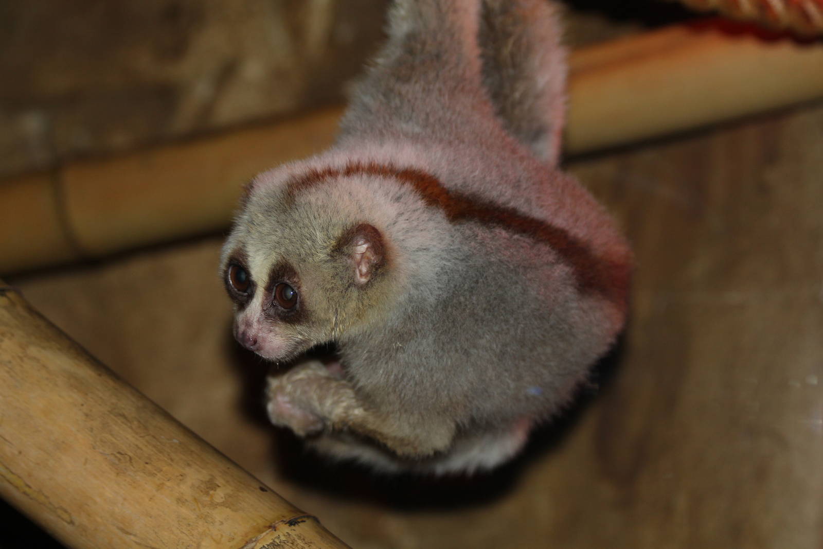 Greater Slow Loris - Amazon World Zoo - March 2013