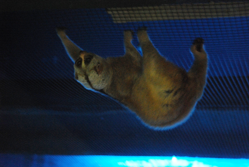 Greater slow loris (Nycticebus coucang)