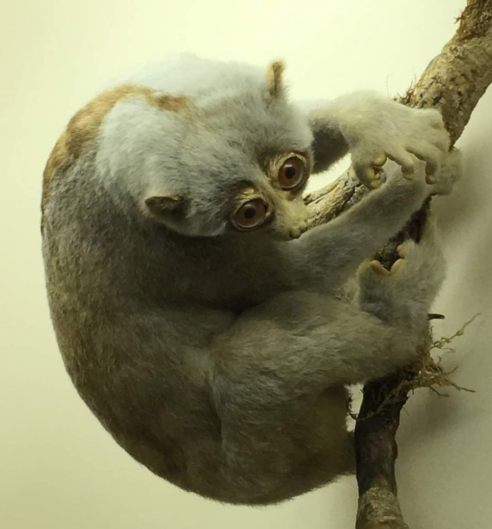 Greater slow loris (Nycticebus coucang)