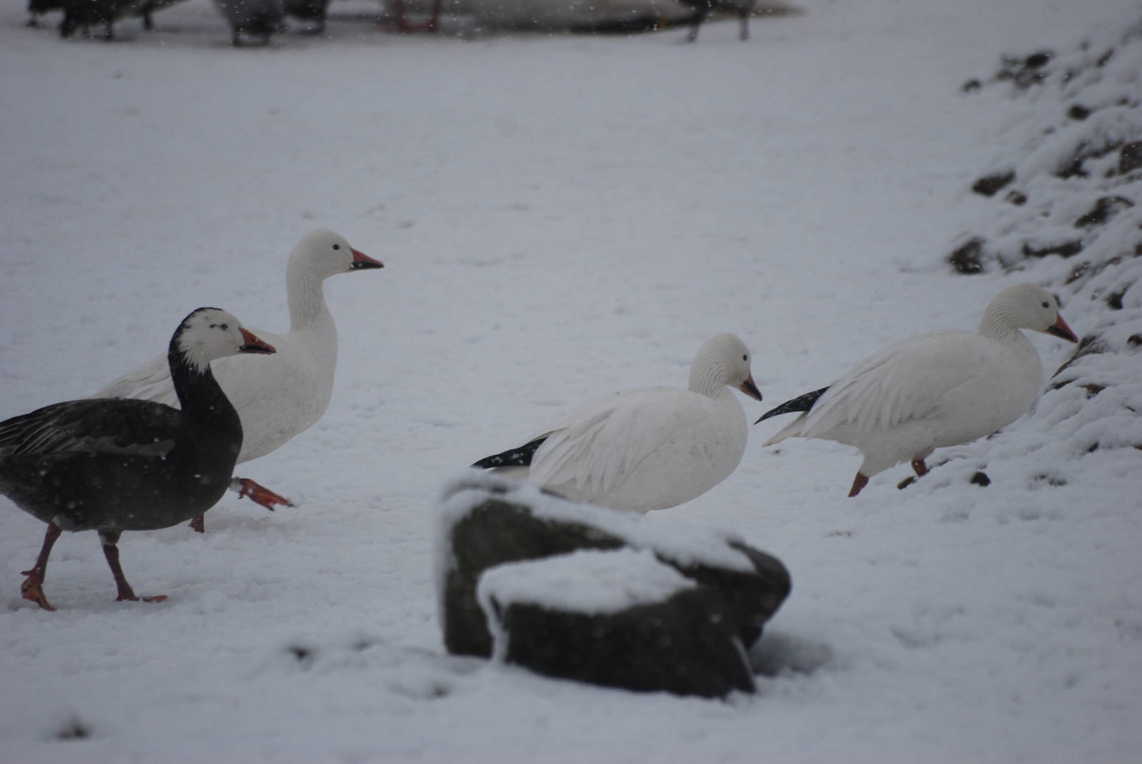 Greater Snow Geese, Blackbrook in the Snow (again!) 27/12/10