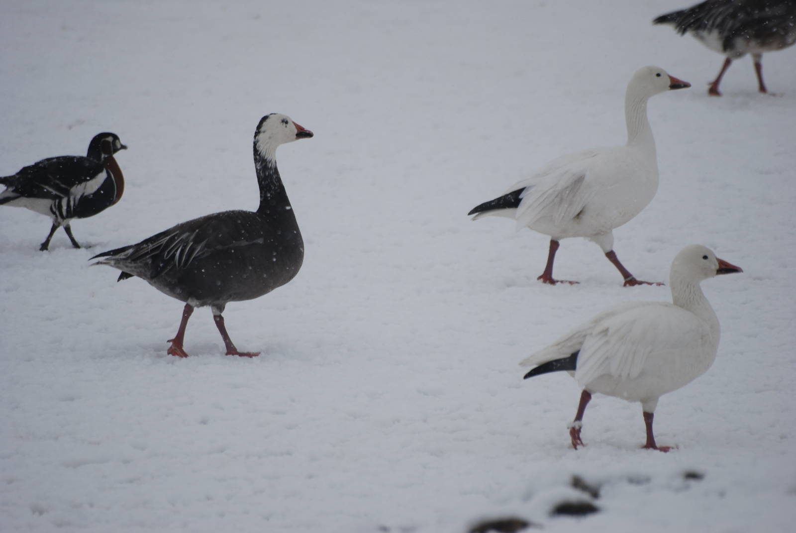 Greater Snow Geese, Blackbrook in the Snow (again!) 27/12/10